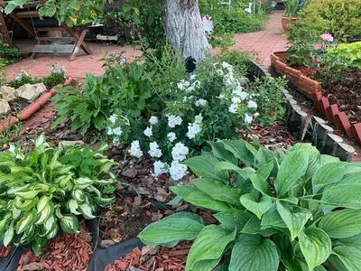 Хоста Фрагрант Букет (Hosta Fragrant Bouquet) купить в blumgarden.ru