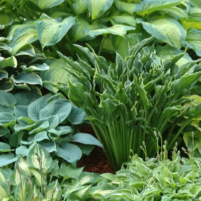 Хоста (Hosta) 2л - Сочинский питомник декоративных растений