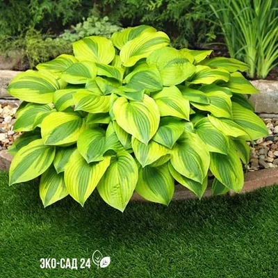 Хоста подорожниковая (Hosta plantaginea) - PictureThis