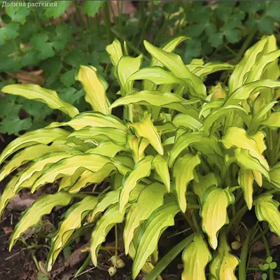 Hosta 'Titanium', Хоста 'Титаниум'