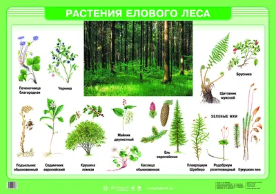 Растения елового леса – наглядное пособие – Корпорация Российский учебник  (издательство Дрофа – Вентана)