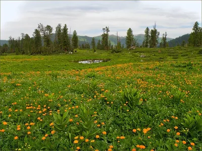 Луговые травы - 65 фото