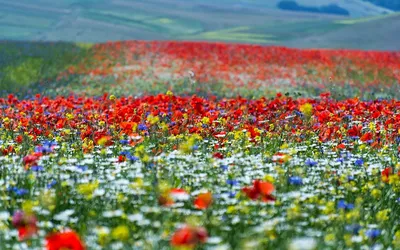 Самые красивые луговые цветы (50 видов с фото и описанием) | Дачник.RU |  Дзен