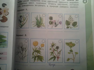 Помогите! Определите растения пресного водоёма и влажных мест. - Школьные  Знания.com