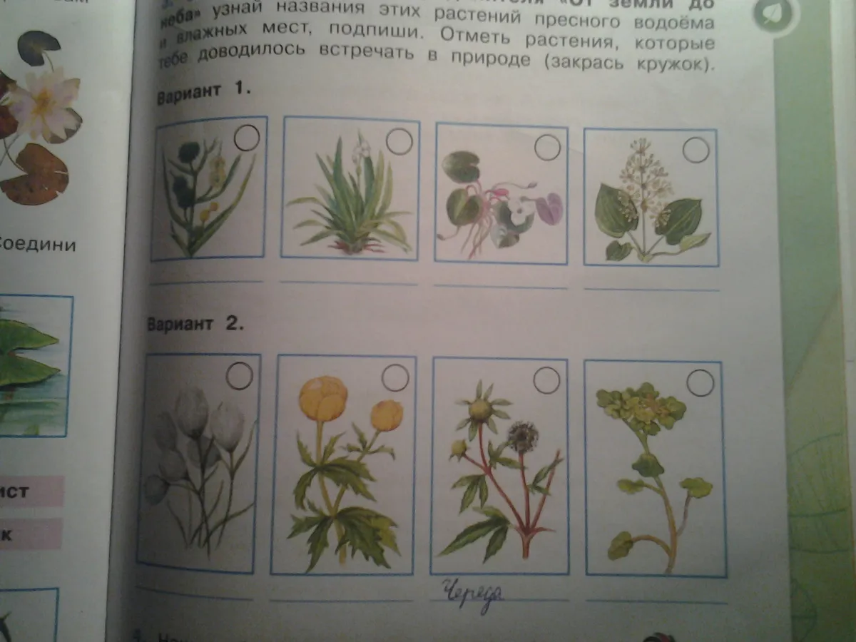 Назовите Растение Изображенное На Фотографии