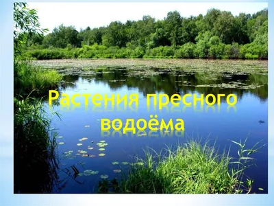 Презентация и урок по окружающему миру \"Жизнь в пресных водах\" (4 класс)