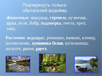 Растения в искусственном водоёме и вокруг него | Гидрология