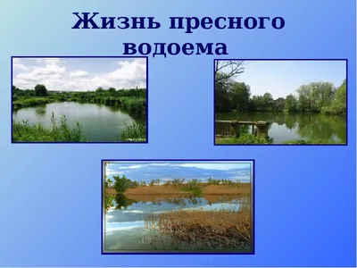 Растения пресных водоёмов - презентация онлайн