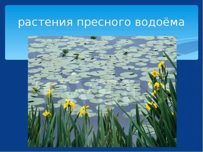 Водоем и прибрежно-водная растительность