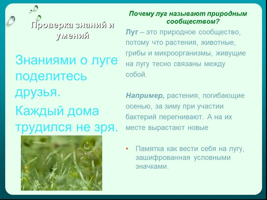 Природное сообщество лук. Обитатели природных сообществ Луга. Сообщество- луг природное сообщество. Луг называют природным. Почему луг называют природным сообществом 2.