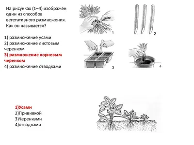 COVID-19 Пробиотики способны остановить инфекцию / НОВОСТИ@probiotica.ru /  @probiotica.ru - Владимир Колчин, пробиотики моющие