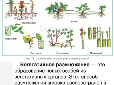 Спиритология. Размножение и развитие существ Тонкого Мира | Эфир Тонкого  мира. ЭГФ. ИТК | Дзен