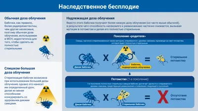 Секс в обмен на бессмертие: что общего у человека и лосося - Reminder