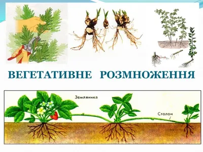 Размножение скотин обрабатывая землю, молочные скоты, коровы различных  пород установило иллюстрацию вектора Иллюстрация вектора - иллюстрации  насчитывающей отечественно, поголовье: 142907854