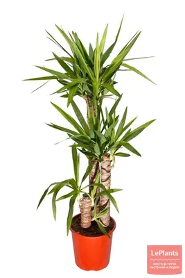 Драцена душистая (Dracaena fragrans) — описание, выращивание, фото | на  LePlants.ru