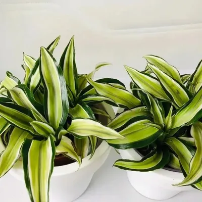 Драцена (Dracaena) — описание, выращивание, фото | на LePlants.ru