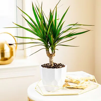 Драцена Orangery Dracaena Deremensis Jade Jewel 24 х 135 см - купить с  доставкой на дом в СберМаркет