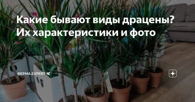 ДРАЦЕНА ДУШИСТАЯ «WARNECKII» - Botanic Craft | Цветы и растения в Хабаровске