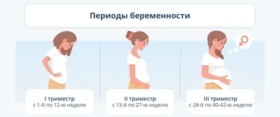 Чем занимается ребенок, пока находится у мамы в животе | (812) 337-12-12