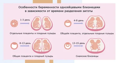 Рост младенца внутри матки утробы Процесс развития плода Элемент вектора  для Infographic о беременности Иллюстрация вектора - иллюстрации  насчитывающей супоросо, внутрь: 113709554