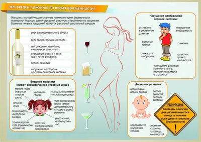 Развитие эмбриона по дням: как выглядит и развивается эмбрион по неделям  беременности.