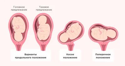 Ученые создали метод, позволяющий отслеживать развитие мозга плода в утробе  матери