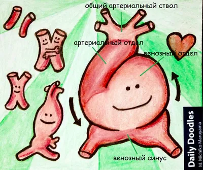 Развитие плода по неделям беременности: течение беременности по неделям,  ощущения, описание | ЭКО-блог