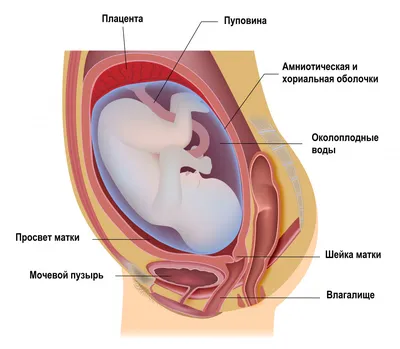 Самопроизвольный аборт: симптомы, диагностика, лечение самопроизвольного  аборта – Гинекологическое отделение – Государственная больница НКЦ №2 (ЦКБ  РАН)