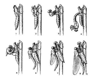 Отряд Стрекозы - Odonata