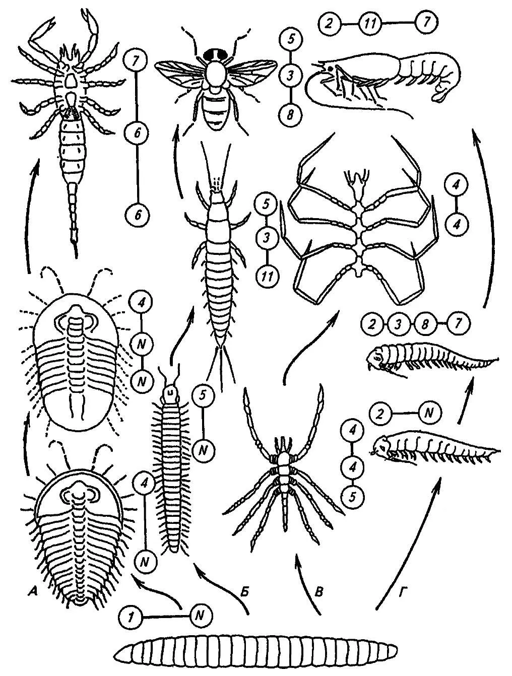 План эволюции членистоногих. Схема развития членистоногих. Эволюция членистоногих. Членистоногие внутреннее строение. Личинки членистоногих.