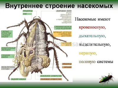 Личинка стрекозы коромысла - картинки и фото poknok.art