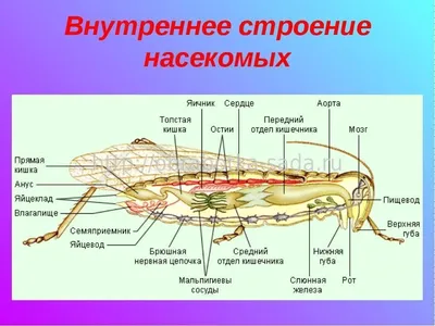 Внутреннее строение насекомых вредителей