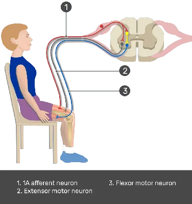 Reflex Arc - Definition, Steps, Components, and Diagram