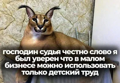 Magic cat - Ну вот как?! А? #жиза #прикол #немойдень #смешно #весело #юмор  #вечер #уют #котики #ярисую #иллюстрации #релакс #зима #котя #magicshake74  | Facebook