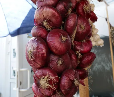 Лук репчатый Флорентийский длинный красный (Rossa Lunga di Firenze)