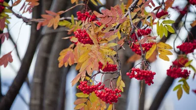 Купить Рябина плакучая Sorbus aucuparia Pendula - в питомнике Флорини