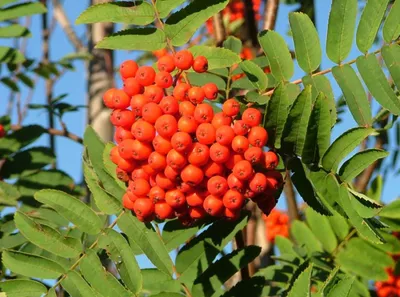 Рябина обыкновенная \"Аспленифолия\" Sorbus aucuparia\" Asplenifolia\" купить в  Москве саженцы из питомника Greenpoint24