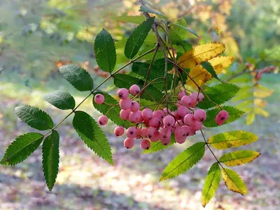 Рябина Вефед - Рябина - GardenPlants