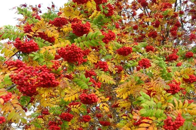 рябина - Mountain Ash berries with first snow | Mountain Ash… | Flickr