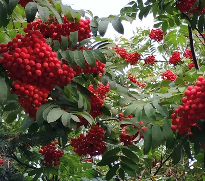 Купить саженцы Рябина Додонг (Dodong) в питомнике. Для сорта Рябина Додонг  (Dodong) есть описание, фото, цены и отзывы садоводов.