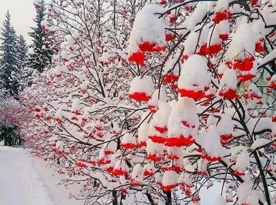 Рябина красная в снегу (56 фото) - 56 фото