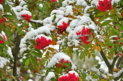 Рябина в снегу — Фото №180826