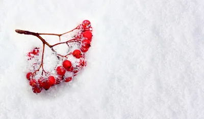 Красная рябина в снегу стоковое фото. изображение насчитывающей ягода -  173088428