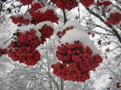 Рябина в снегу - 62 фото