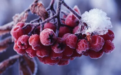 Скачать 1920x1080 рябина, снег, ягоды, ветка, зима обои, картинки full hd,  hdtv, fhd, 1080p