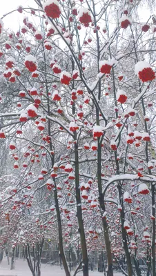 Ветка рябины в снегу (51 фото) - 51 фото