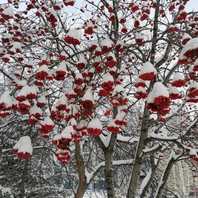 Рябина В Снегу Естественный Зимний Фон Голубое Небо — стоковые фотографии и  другие картинки Без людей - iStock