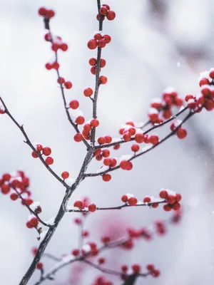 Дерево рябины зимой - 48 фото