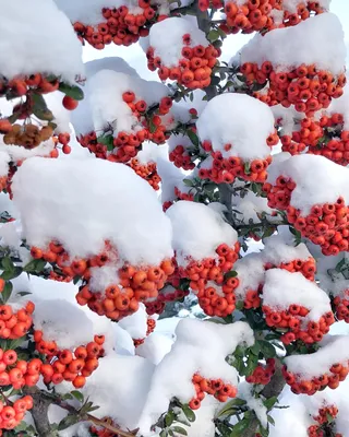 Скачать 800x1200 рябина, снег, ягода, зима, ветка обои, картинки iphone  4s/4 for parallax
