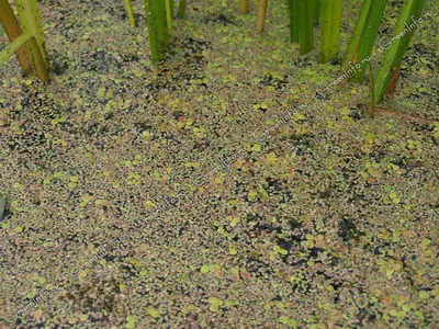 Ряска - Плавающие растения - Водные растения - Растения для водоемов -  GreenInfo.ru